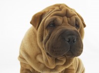 sharpei